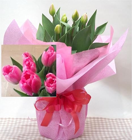 Amazon 花想久里 はなおくり ぴんく チューリップ ５寸 7球 鉢植 鉢花 ギフト 生花 蕾の画像は3月6日撮影です アップピンク 可愛い ピンク 白 複色 八重咲き の ちゅーりっぷ 今が 旬 フラワーギフト に蕾の内に届けたいので早めに贈るのがお勧めです 観葉植物