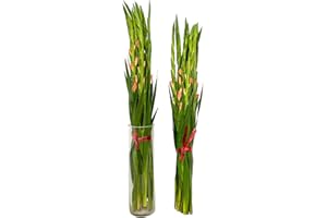WANGBINYU 19 Stems Gladiolus Fresh Cut Flowers Bouquet Prime Delivery LA FLOWER MARKET Gifts for Birthday, Anniversary, Friendship and Love DIY Flower Arrangement