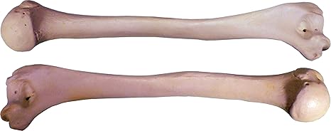 Amazon.com: Human Humerus 2 Pieces Left and Right Arm Bones Replica