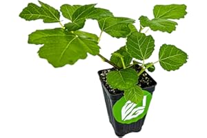 Kadota Fig Tree Live Plant - Ficus carica - Wellspring Gardens Starter Plant