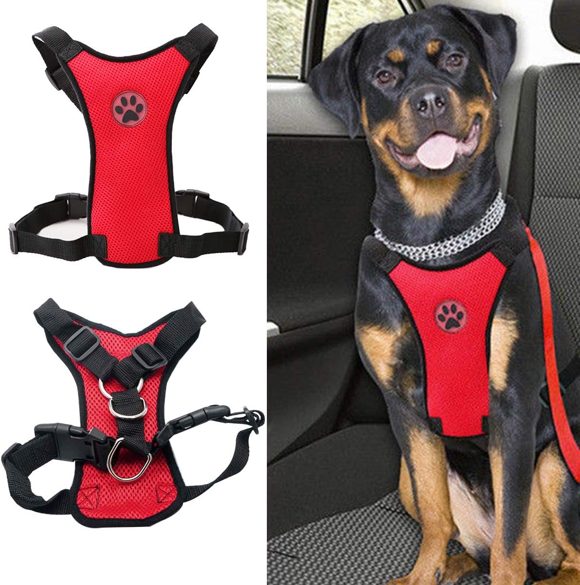 rottweiler belt