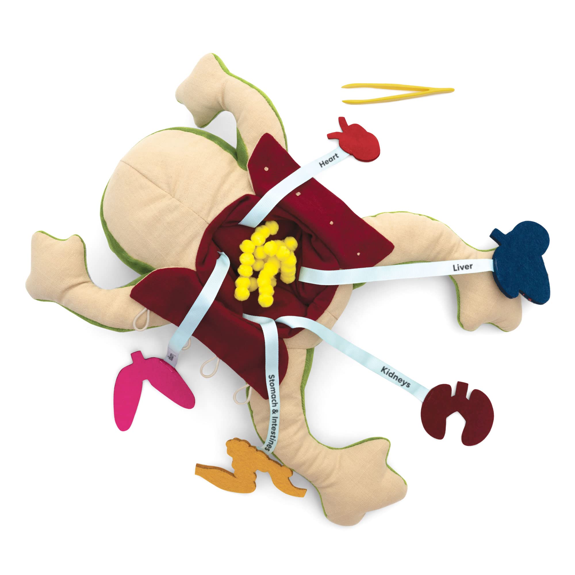 KiwiCo Froggie Lab Dissection Plush Toy - Anatomy Learning Toy for Ages 3 and Up