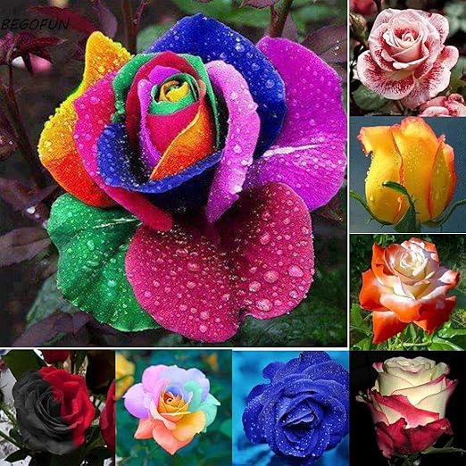 Portal Cool 50pcs Cultivar un huerto casero deliciosas Verduras ...