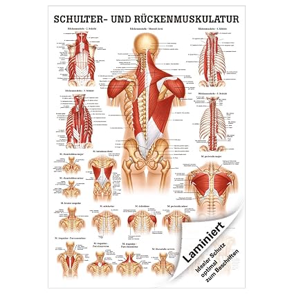 Schulter- und Rückenmuskulatur Mini-Poster Anatomie 34x24 cm med ...