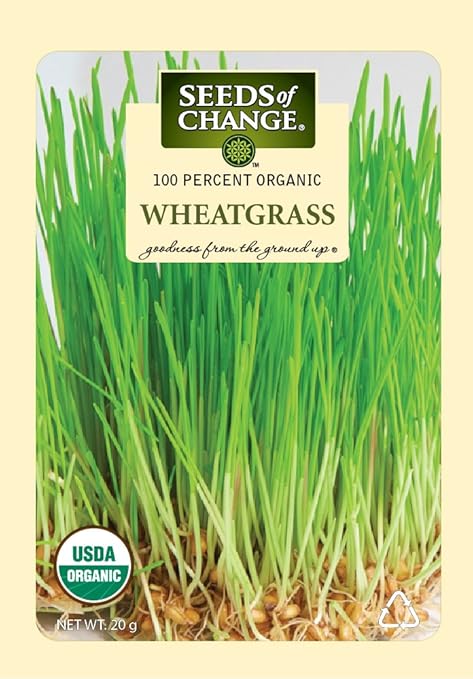 Amazon.com: Semillas del cambio 07744 – Wheatgrass orgánico ...
