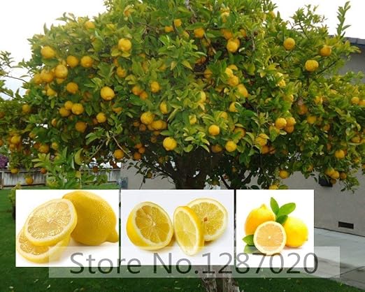 20 semillas del árbol de limón raras deliciosas semillas de ...