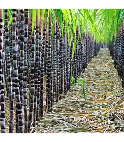 たくみ　　　　　　　　　　　　　　　　　　　　　　　　Sugar Cane The different varieties of sugar cane