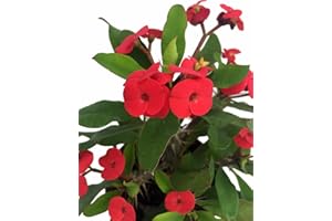 HIRT'S GARDENS Red Crown of Thorns Plant - Euphorbia splendens - 5" Pot