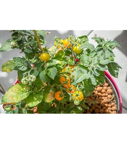 Amazon.com : Bonsai Red Micro Dwarf Japanese Tomato Premium