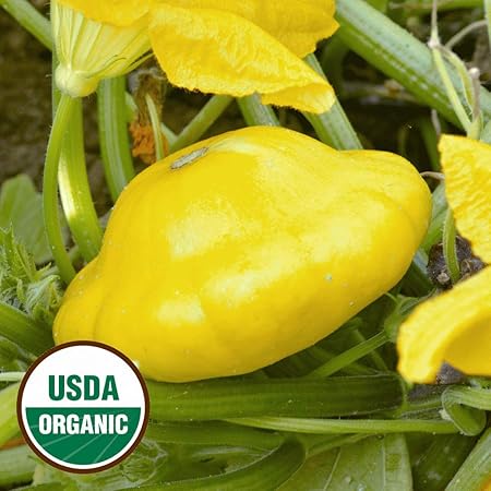 Portal Cool 20 Organic Yellow Bush Scallop Sommer Ka Rbis Samen Everwilde Farms Mylar Amazon De Kuche Haushalt