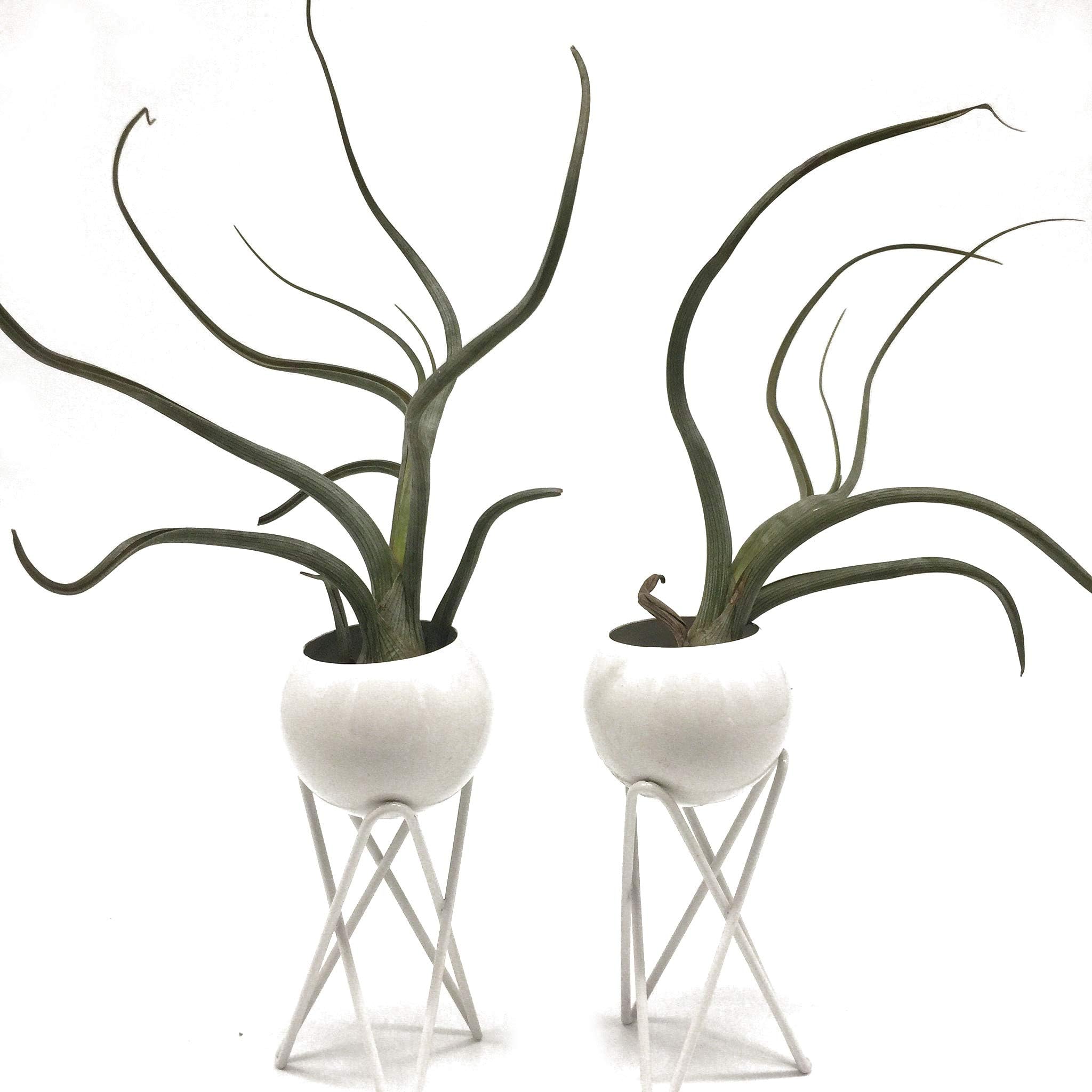 Pack of 2 Tabletop Standing Air Plant Holder Air Plant Stand Air Plant Container Xerographica Air Plant Holder Air Plant Support Tillandsia Air Plant Stand (White)