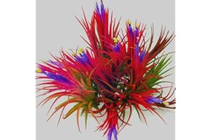AVERAR 8 Air Plants, Tillandsia Air Plants Live House Plant, Red Tillandsia Plant Live, House Plant, Small Succullent Plant Live for Garden, 8 Plants