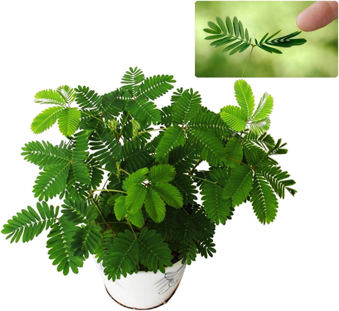Amazon Com 0 Sensitive Plant Seeds Mimosa Pudica For Indoor Balcony Planting Non Gmo Perennial Potted Flower Seeds Garden Outdoor Amazon Com 0 Sensitive Plant Seeds Mimosa Pudica For Indoor Balcony Planting Non Gmo Perennial Potted Flower Seeds Garden Outdoor
