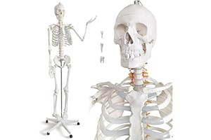 HADWYN Life Size Human Skeleton Model for Anatomy- Medical Human Skeleton Model with Nervous System 70.8 in with Rolling Stand for Medical Study and Display 3 Posters