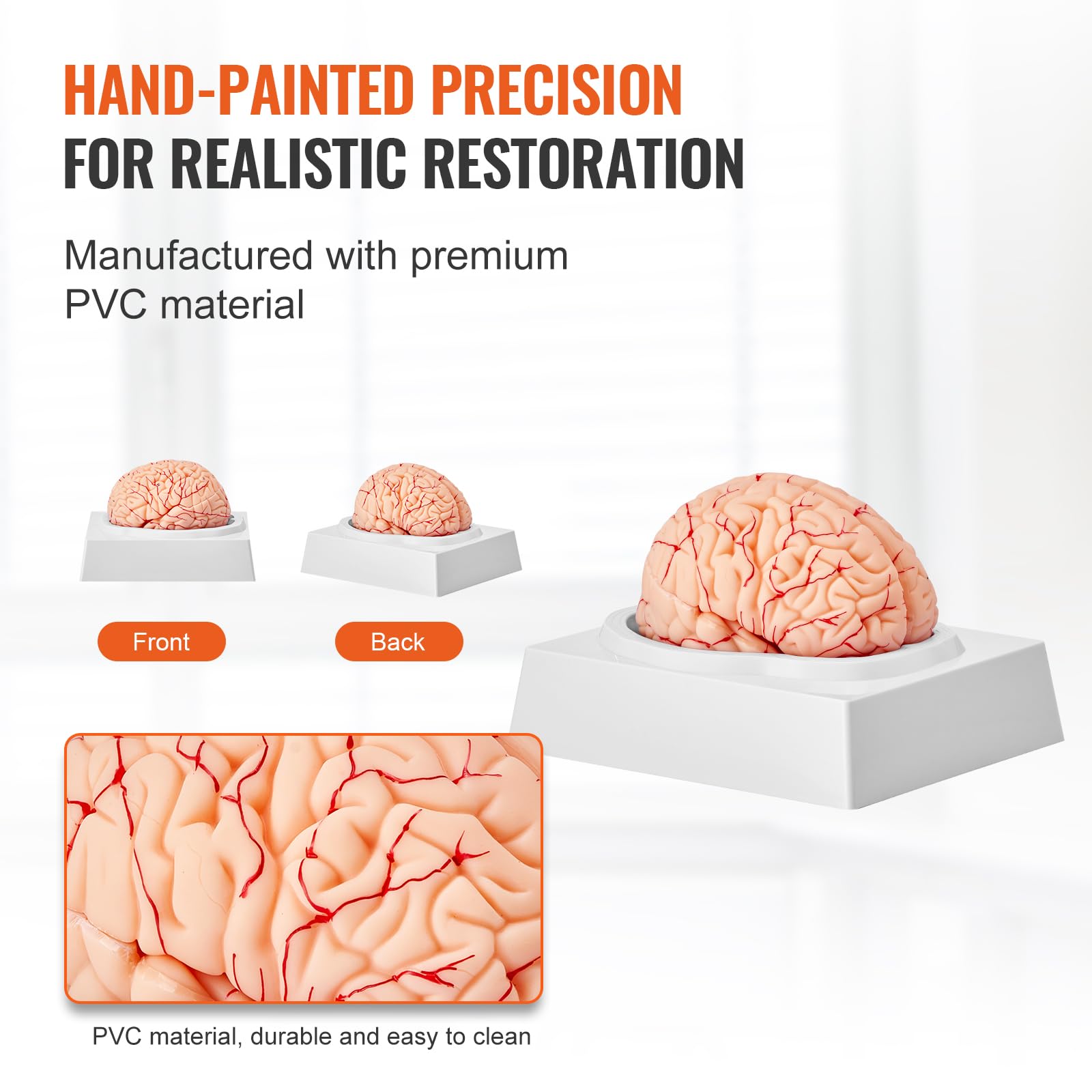 Mua VEVOR Human Brain Anatomy Model - 9-Part Life Size Brain with Color ...