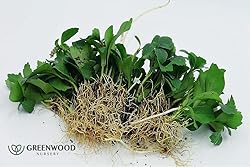 Greenwood Nursery: Live Ground-Cover Plants