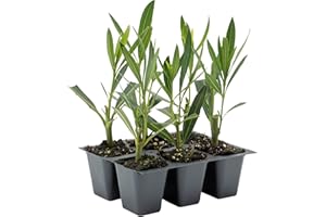 CITRONELLAKING 6 Nerium Red Oleander Shrubs | Live Plants in 2.5-inch Nursery Cubes | Jannoch Variety | Deer-Resistant Evergreen Perennial | Stunning Red Blooms for Outdoor Hedges & Garden Landscaping