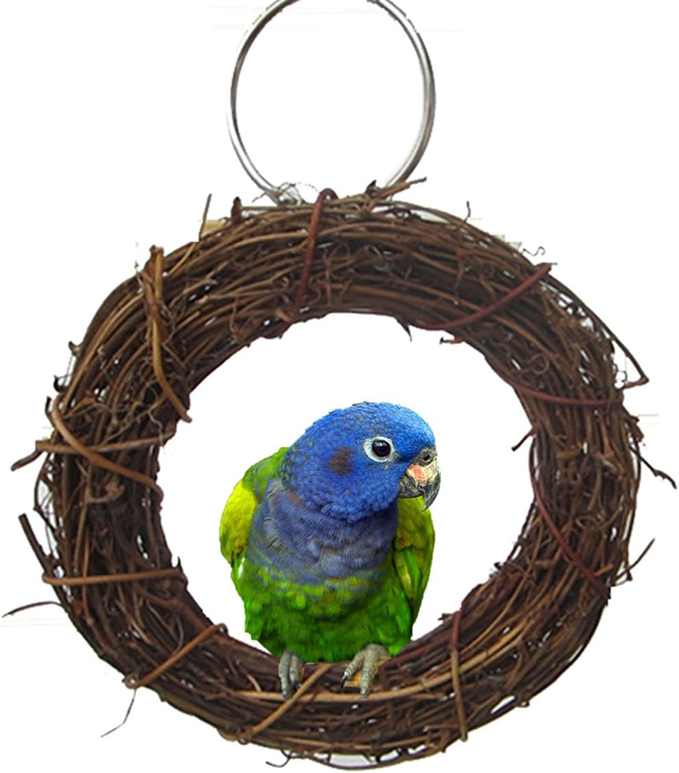 budgies and cockatiels