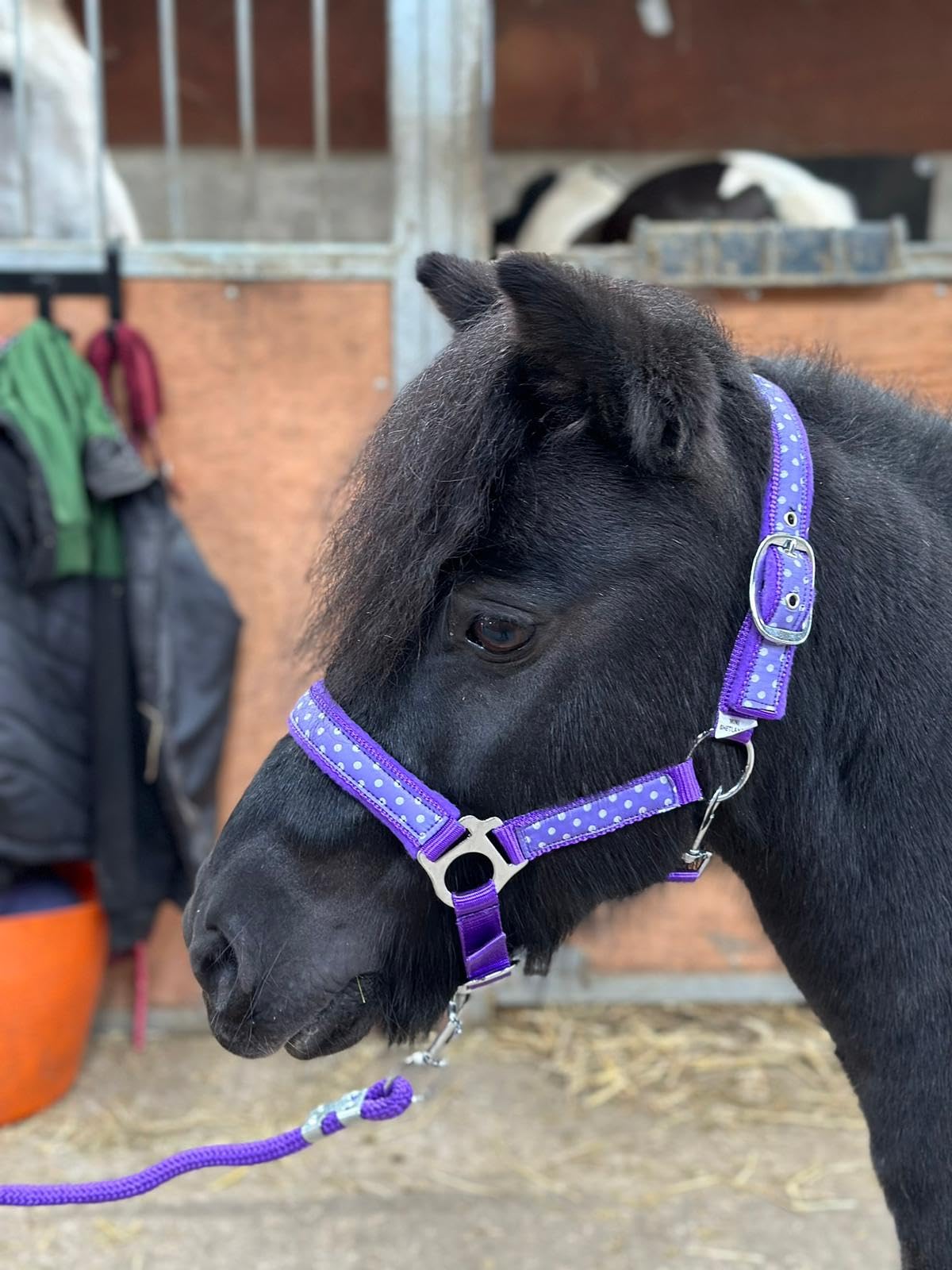 POLKA DOT HEADCOLLAR WITH LEAD ROPE FULL-MINI SHETLAND (Purple, Full)