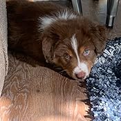 burt's bees for dogs relieving itch and hot spot spray