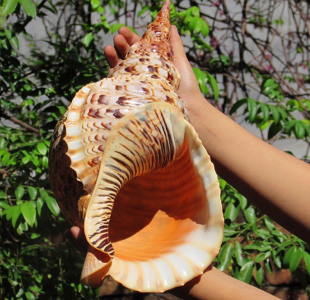 Amazon Somnus258 超大 大きい サザエ 貝殻 インテリア 雑貨 サザエ 特大 写真 小道具 撮影 小道具 鑑賞用 水槽 装飾 店 飾り 30cm Somnus258 観賞魚 水中生物 通販