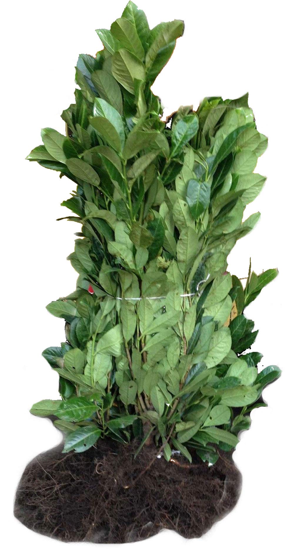 5 Cherry Laurel Hedging - APX 3-4ft (90-120cm) - Prunus Rotundifolia - Grade A