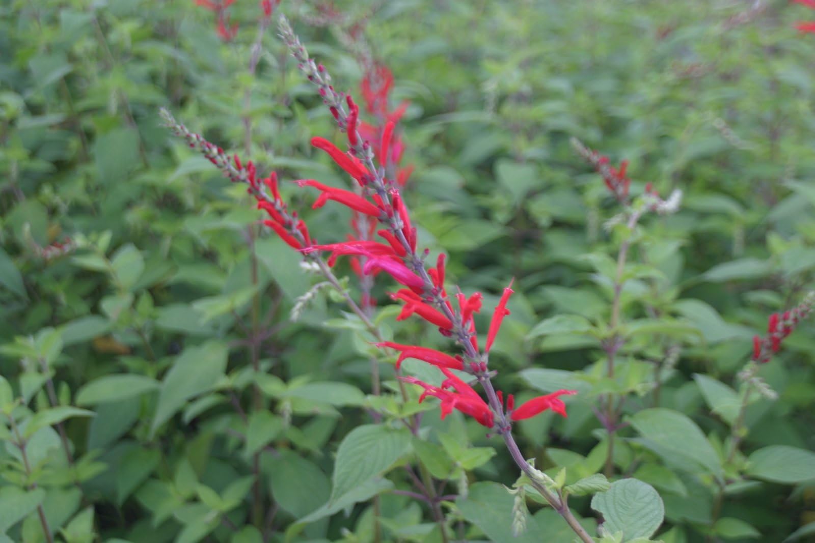 3 Pineapple Sage herb Plants Delivered to Your Door. Newlands Nursery. Herb Garden. Sage Grow Your own herb Garden. Herb Plants delivery. Sage Herbs