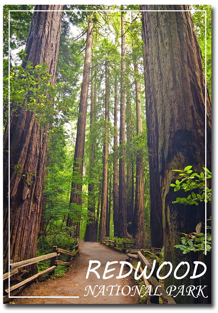 Photo 1 of **Breezcamp inflatable pillow
**REFRIGERATOR MAGNET Redwood National and State Parks, California Travel Refrigerator Magnet Size 2.5inch x 3.5inch, Multi Color