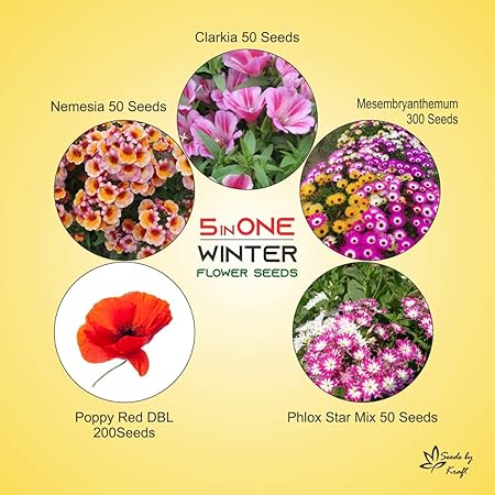 Kraft Seeds Winter Flower Seeds Beautiful Flowers Pack (Pack of 5 varieties)
