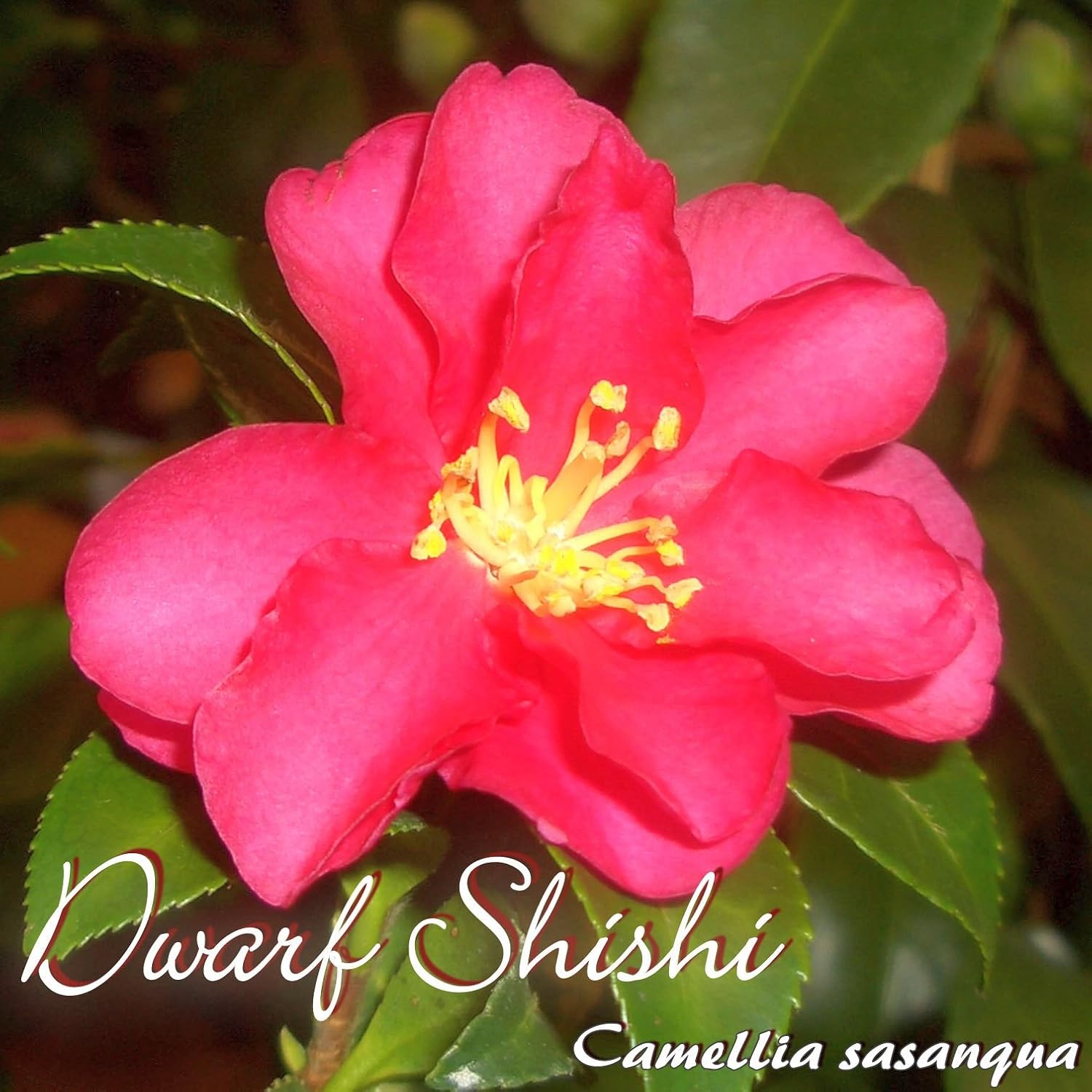 Kamelie �Dwarf Shishi� Camellia sasanqua 3Years Old