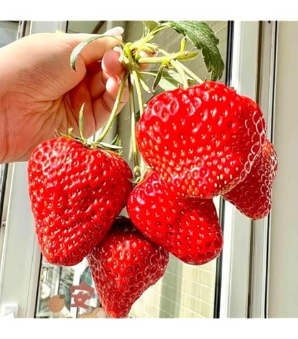 200 PCS Rare Big Giant Strawberry Seeds, Extra-Large Sweet