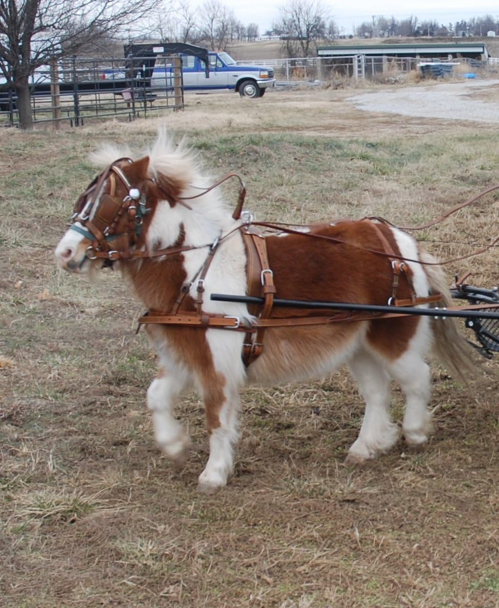 Super Heavyweight Mini Miniature Russet Brown Horse Driving Harness : Horse Driving Equipment : Sports & Outdoors