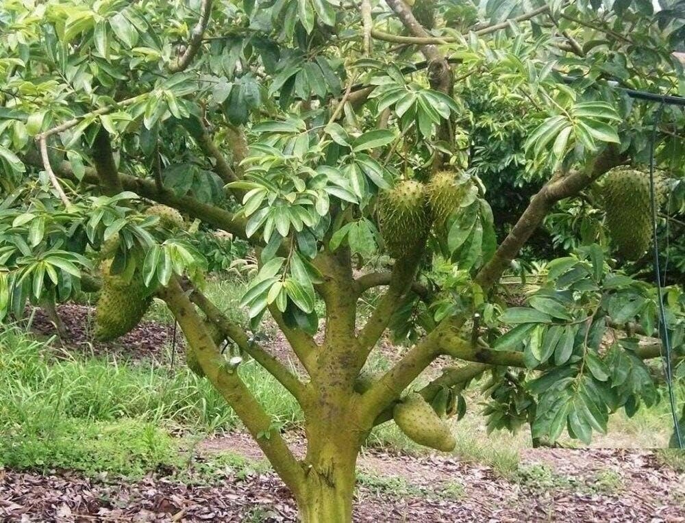 Live Tree Annona Muricata, Guanábana Soursop Plants Fruit 10''-17'' 1 Plant BA105