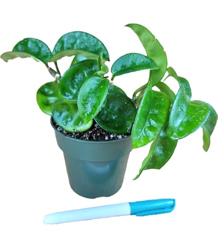 Amazon.com : Hoya Pot of Gold - Inner Variegated Hoya Latifolia