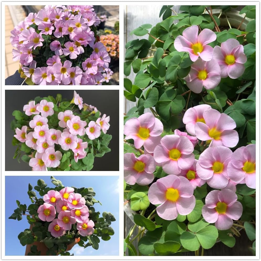 Photo 1 of 12 Pcs Green Shamrock Bulbs Oxalis Triangularis for Planting, Flower Bulbs Indoor Outdoor Year Round Perennial Vibrant Foliage Shamrock Plant Lucky Home Garden Decor