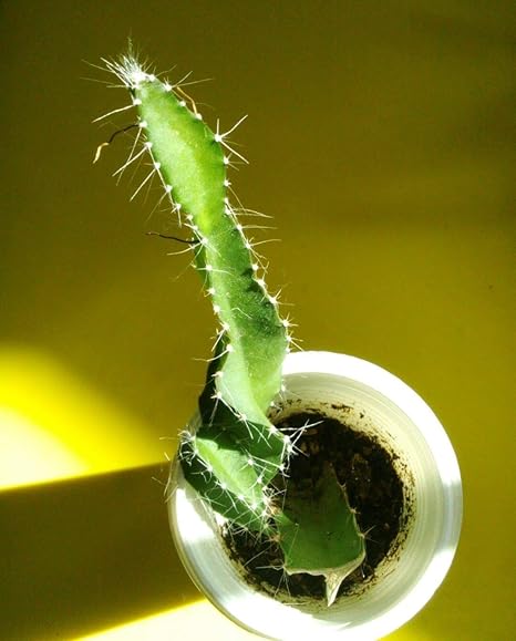 Amazon 種子 1ピアンタ13cmのピタヤpitahayaビアンカドラゴンフルーツ ヒモサボテン属undatus アートフレーム ポスター オンライン通販