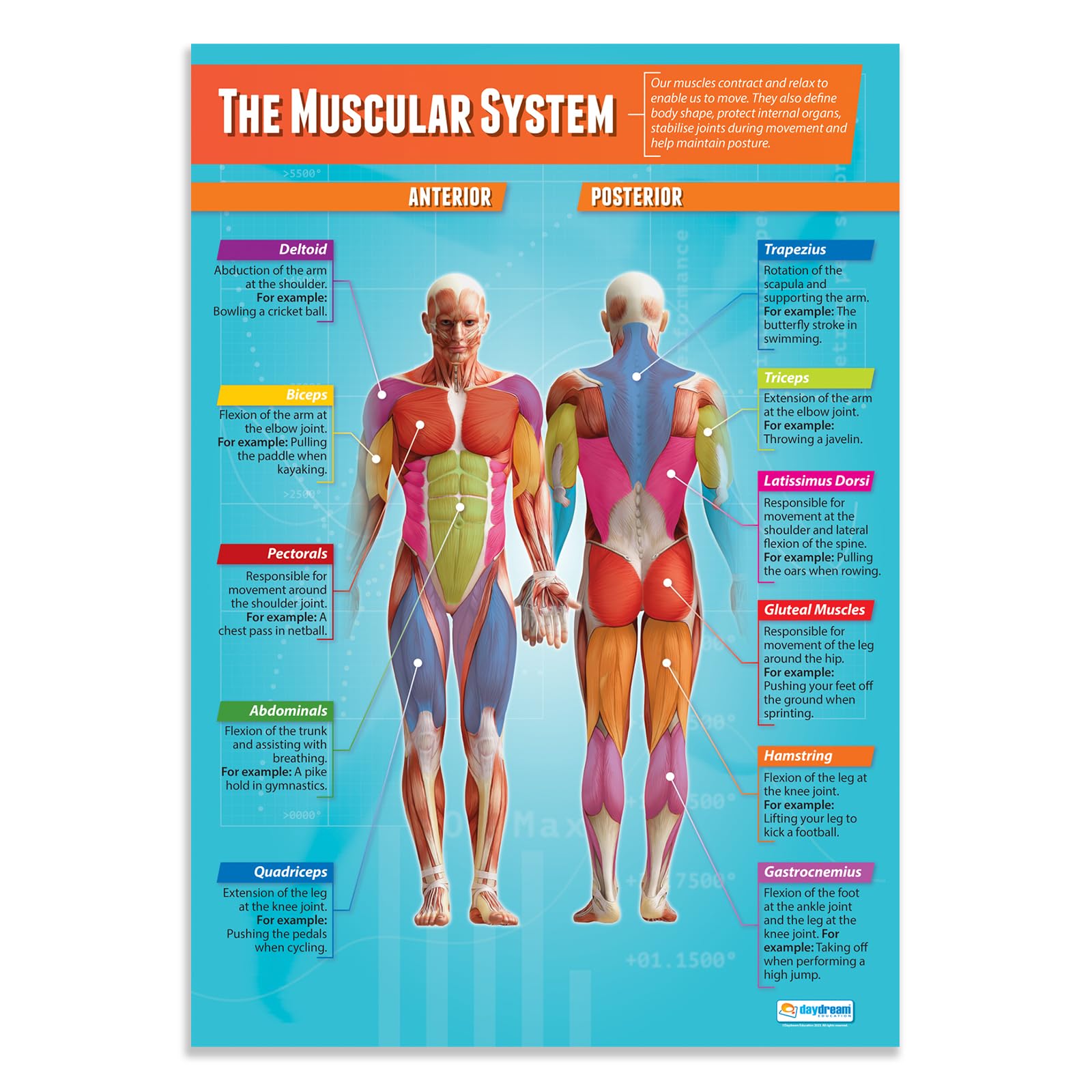 Daydream Education The Muscular System Poster - EXTRA LARGE - A1 (850mm x 594mm) - Laminated - Physical Education Wall Charts for the Classroom