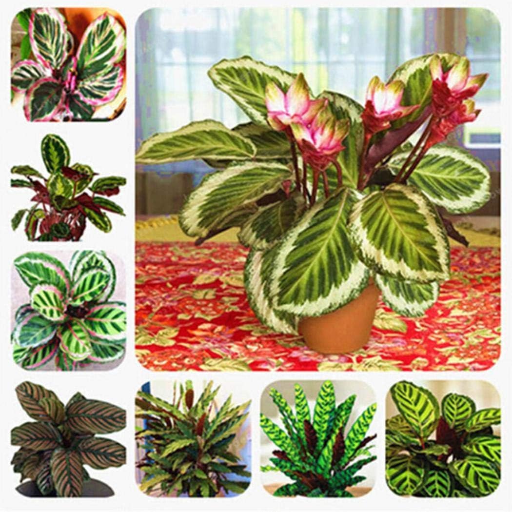QiBest 50Pcs Garden Balcony Beautiful Bonsai Plants Calathea Seeds Flowers