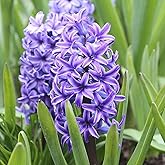 10 Blue Jacket Hyacinth Bulbs – Large 16-17cm Bulbs for Stunning Blue Blooms – Fragrant Spring Flowers Ideal for Gardens, Borders, and Containers