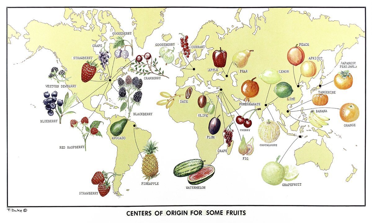 Buy World Map of Fruit Origins, with Botanical Illustrations, 12 X 20