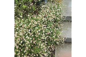 Spanish Daisy Seeds - Hardy Rock Garden Plants Erigeron karvinskianus - Old Varieties Seeds Wildflower Seeds Flower Seeds, Or