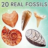Science Kidz Ultimate Rock Collection Kit Over 150 Gemstones Fossils view 4