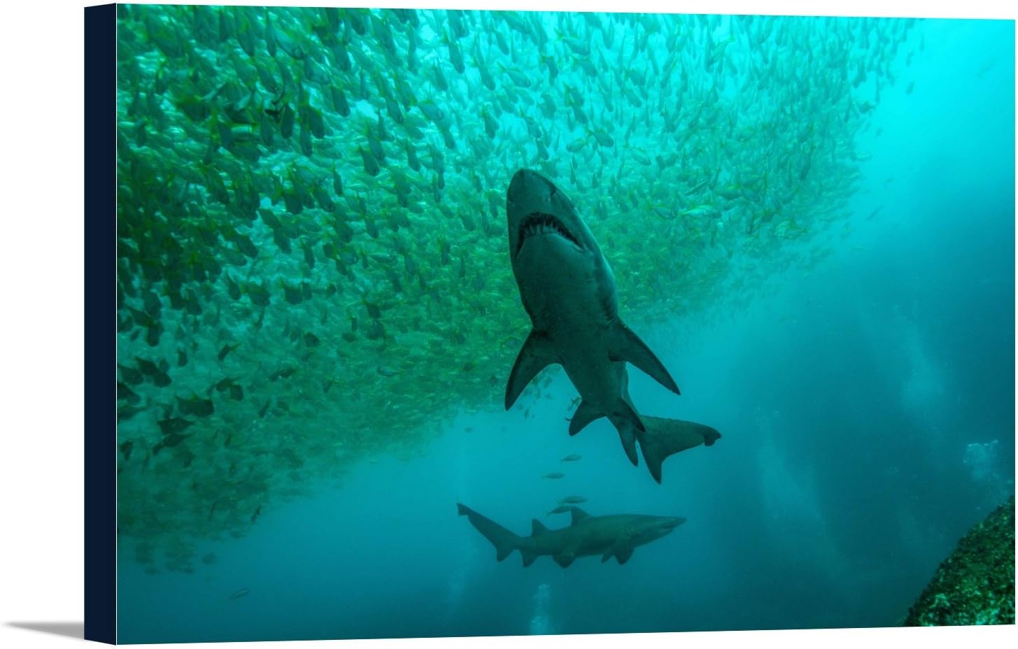 Nurse Shark (18x12 Gallery Wrapped Stretched Canvas)