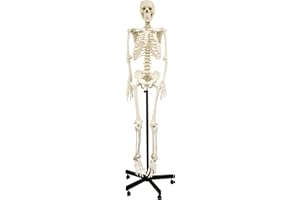Walter Products B10201 Human Skeleton Model, Full Size 66" (168 cm)
