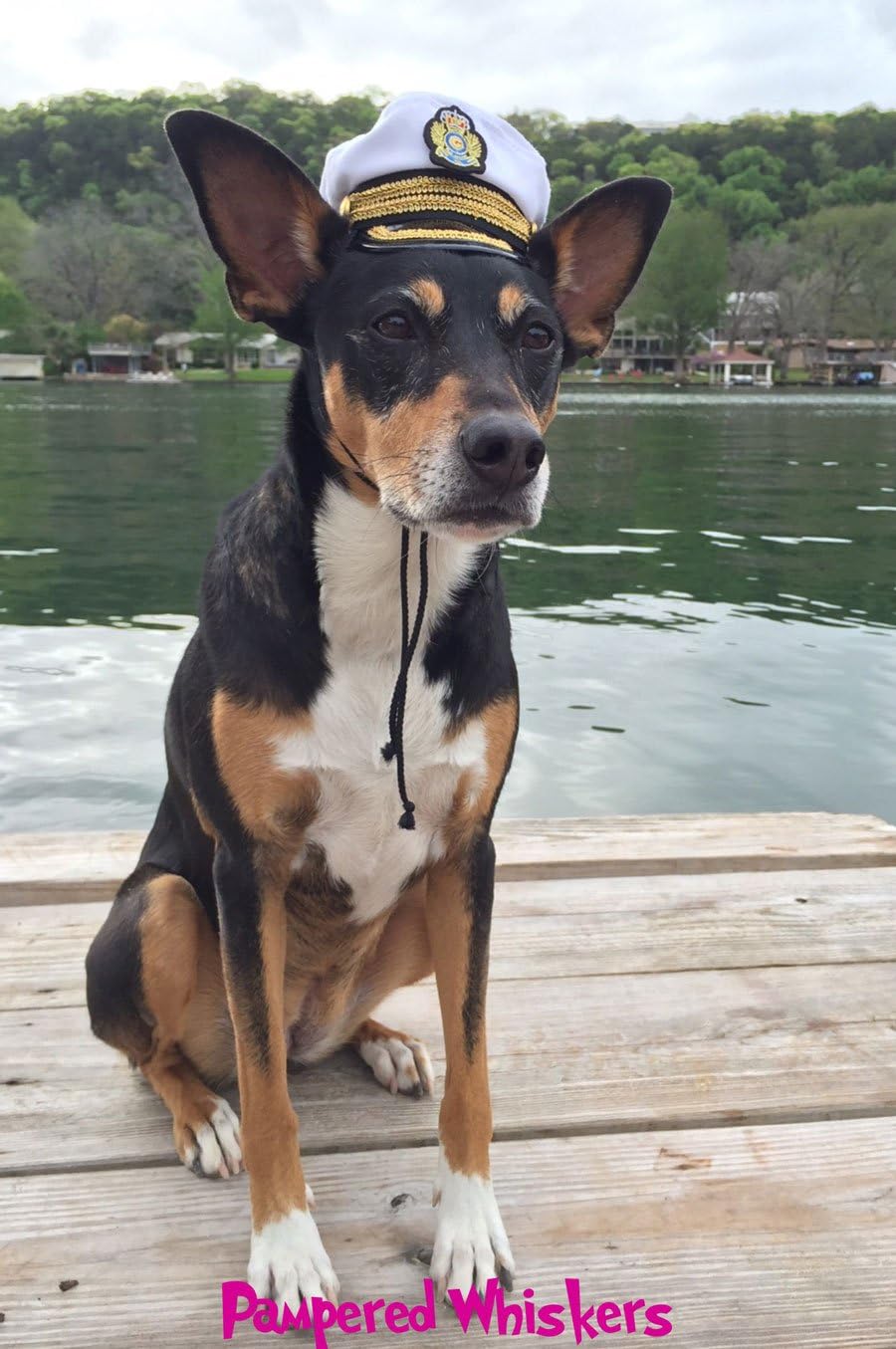 dog captain hat