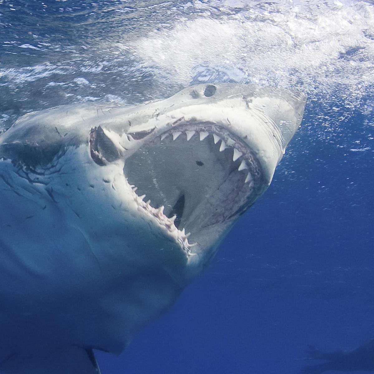 LAMINATED 24x24 Poster: Great White Shark National Geographic