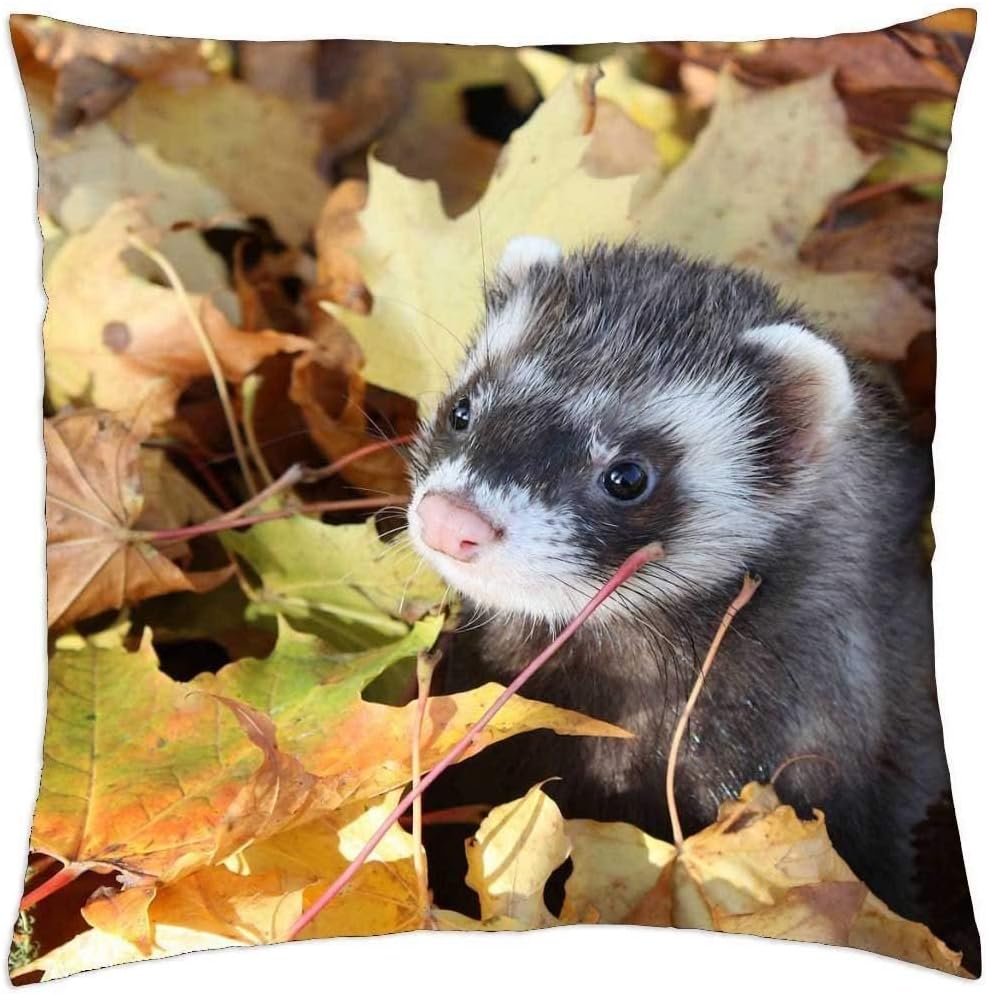 Cuantos Años Vive Un Huron Cuantos años vive huron | Los mejores artículos para tu hurón.