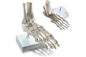 EVOTECH SCIENTIFIC Human Foot and Ankle Model, Life Size Medical Anatomy Foot Skeleton Model W/Tibia Fibula, Right, Fully Articulated, Human Skeleton Model for Medical Study & Science Classroom