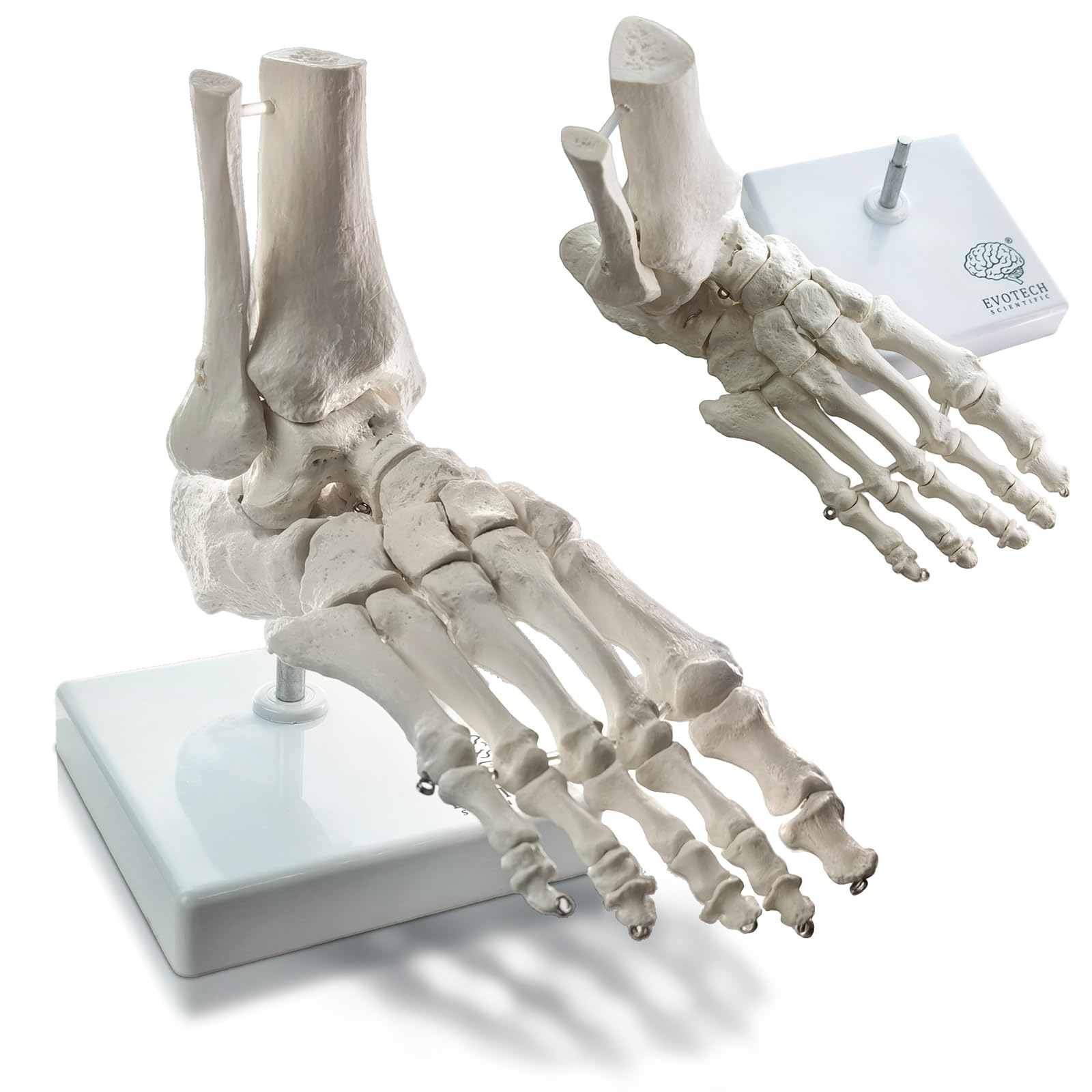 Photo 1 of EVOTECH SCIENTIFIC Human Foot and Ankle Model, Life Size Medical Anatomy Foot Skeleton Model W/Tibia Fibula, Right, Fully Articulated, Human Skeleton Model for Medical Study & Science Classroom