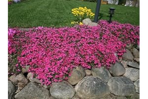 100 Scarlet Flame Creeping Phlox Seeds for Garden